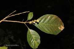 Paracroton integrifolius